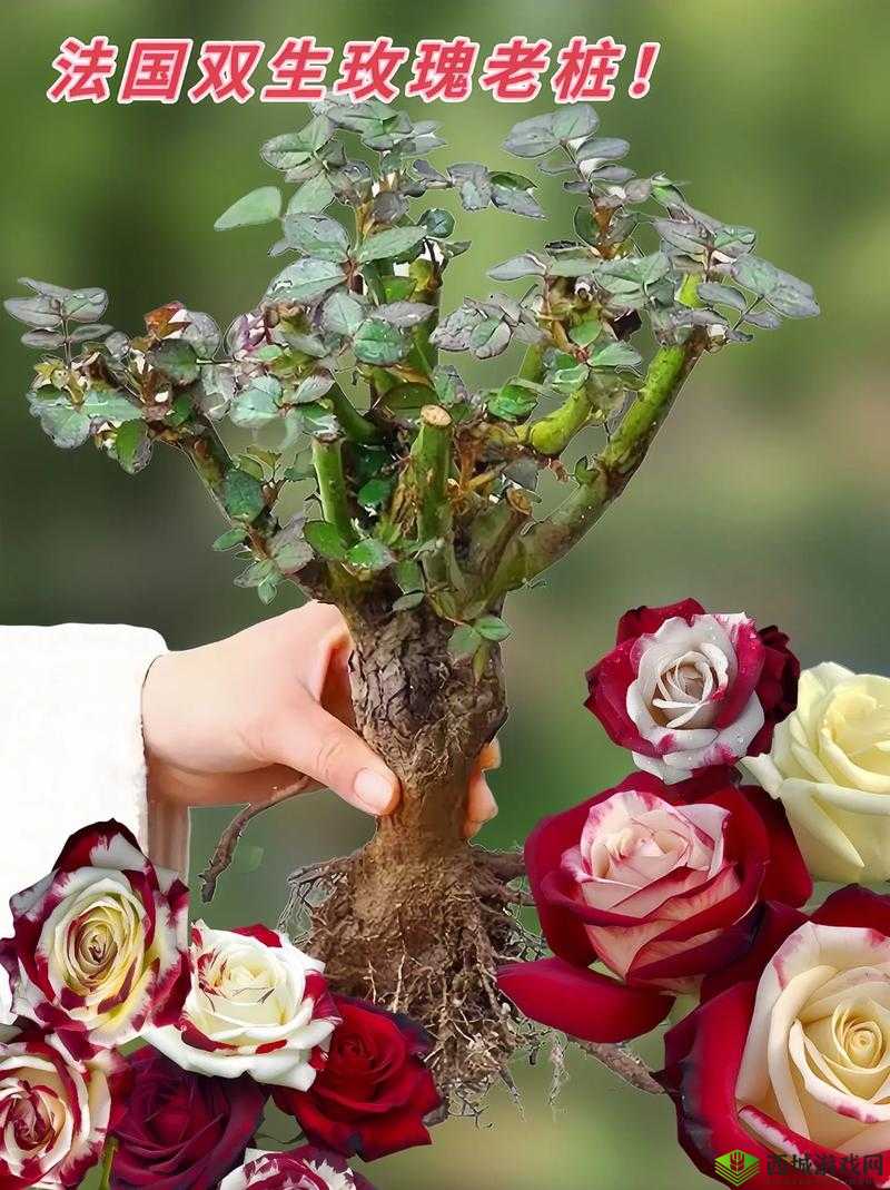 月季玫瑰:双生花的真假之争与植物战争的微妙博弈