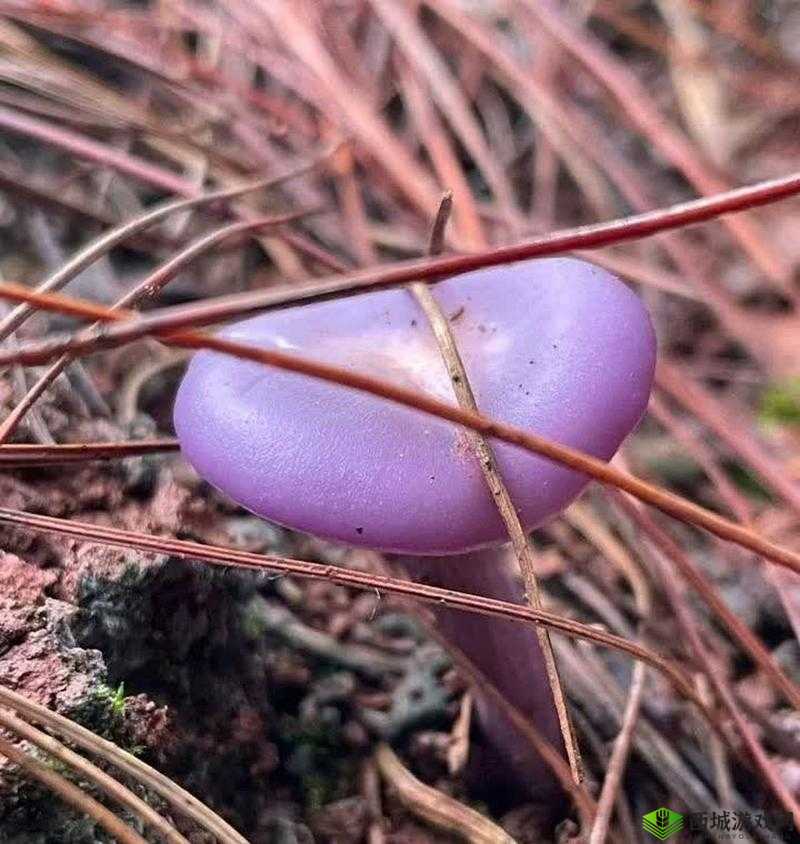 紫色蘑菇根粗大是否能吃？