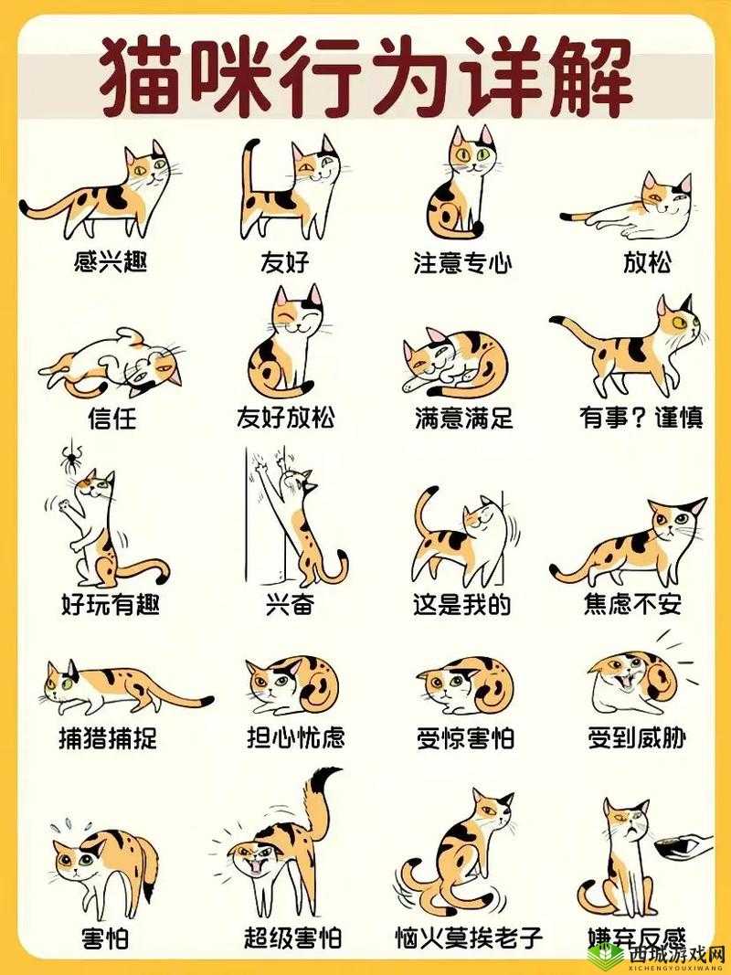 猫咪社交：探索猫咪之间的交流与互动