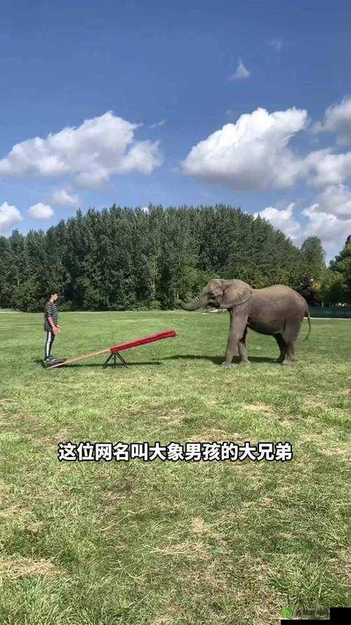 大象视频最新永久网名:精彩内容不断呈现