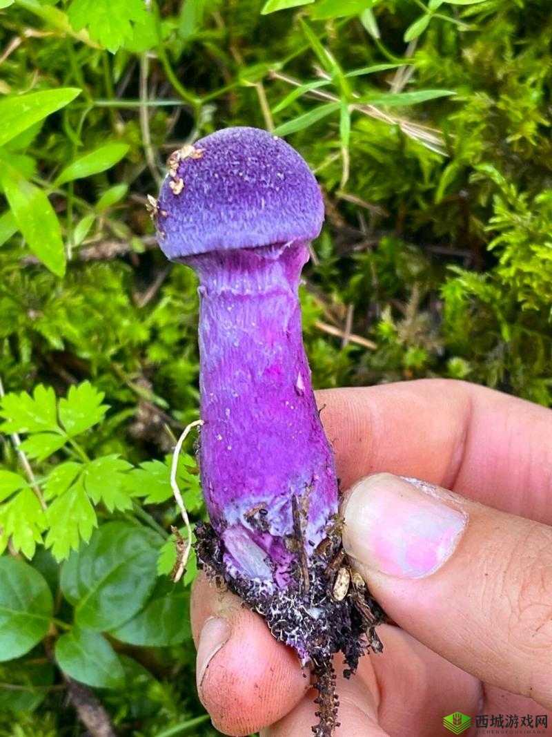 中国新疆超大蘑菇 19D:独特自然奇观