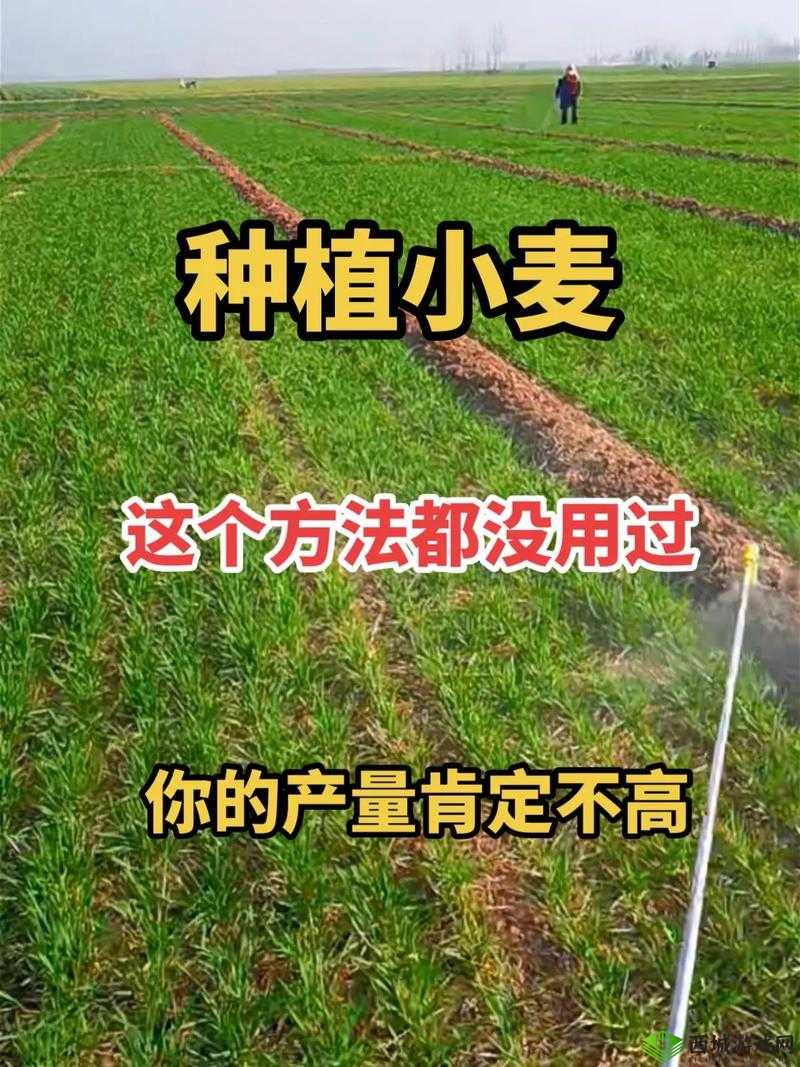 超级小麦，农业的新革命与种植指南