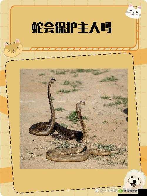 蛇王的尾巴高ah竟然有这种神奇功能:令人惊叹的未知奥秘
