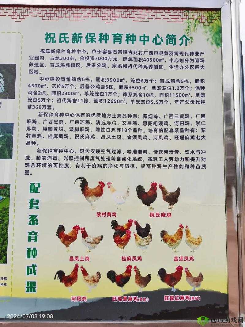 高品质马匹育种方法:从选种到培育的全面解析与实践经验分享