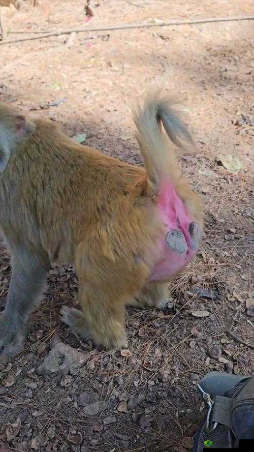 两人打补克生猴子的真实过程揭秘:背后的故事与惊人细节