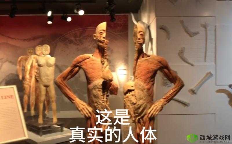 探索人头标本图片的奥秘:揭秘医学与艺术的交汇点,深入了解人体结构的奇妙世界